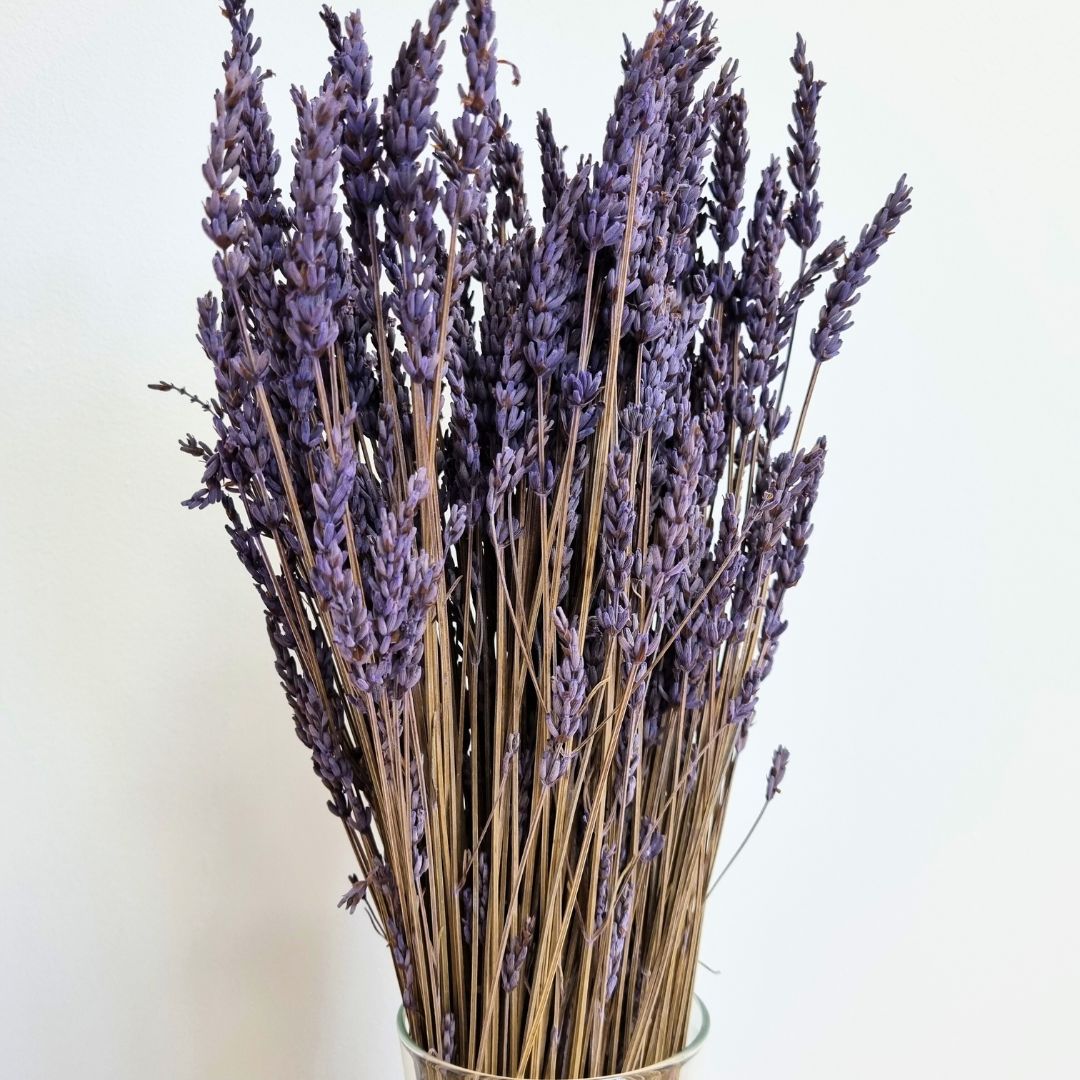 Ramo Lavanda preservada (x4)