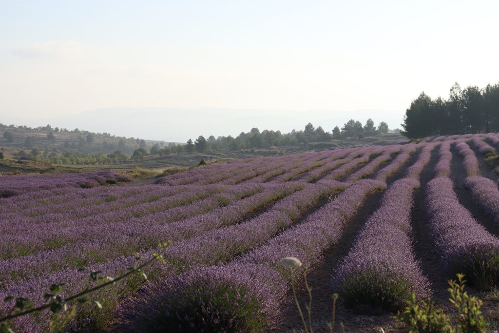 lavanda, espliego y lavandín