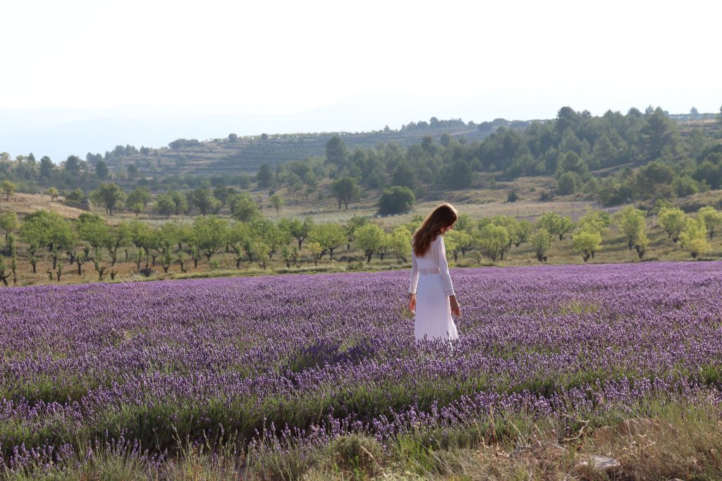 campos de lavanda ecoaromuz