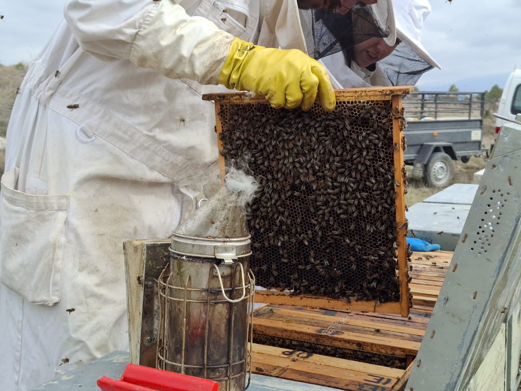 ecoaromuz y sus trabajos de apicultura