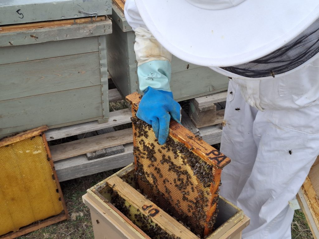 ecoaromuz y sus trabajos de apicultura