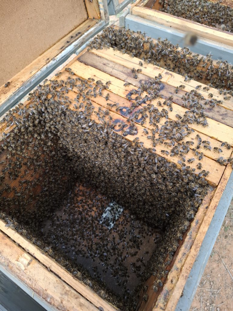 ecoaromuz y sus trabajos de apicultura
