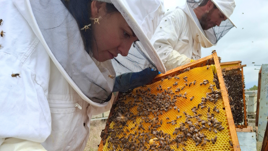 ecoaromuz y sus trabajos de apicultura